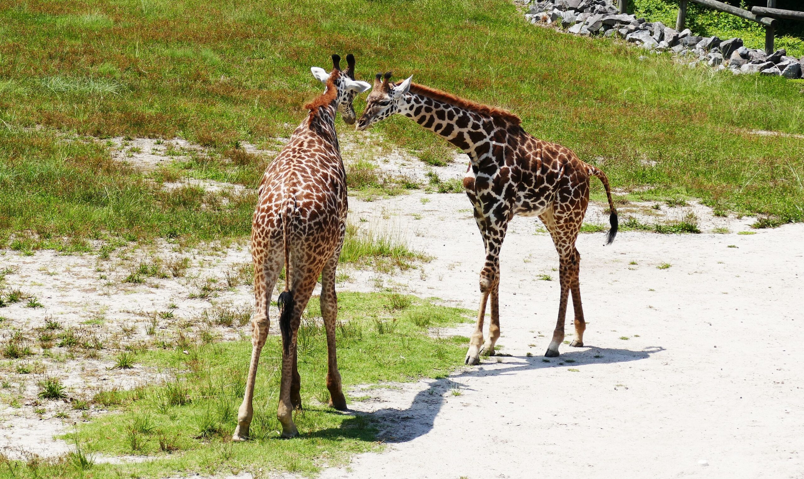 zoo image