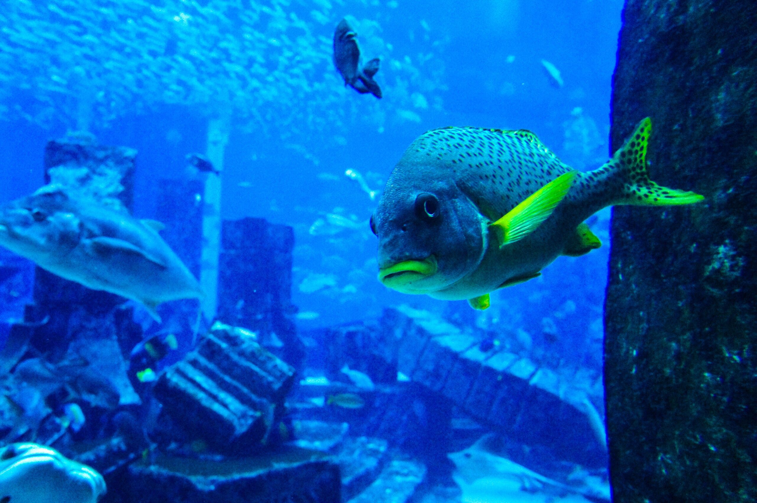 Dubai Aquarium & Underwater Zoo